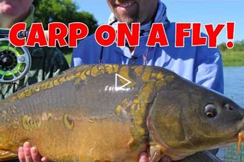 Carp On A Fly - Alcova Wyoming