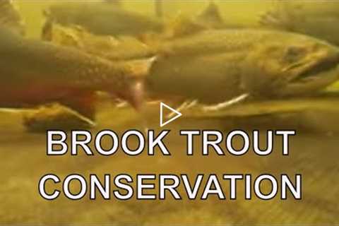 Brook Trout Conservation At Work