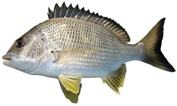 How to Catch Bream on Lures