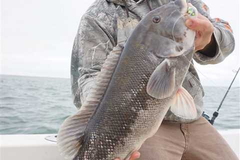 Break Away From Big Structure for Big Tautog