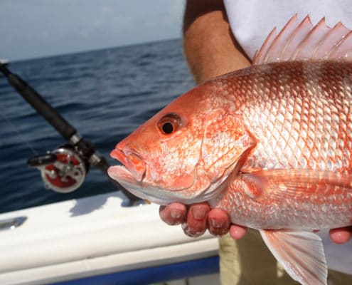 Top 10 Fish to Catch while Fishing in Jupiter, Florida