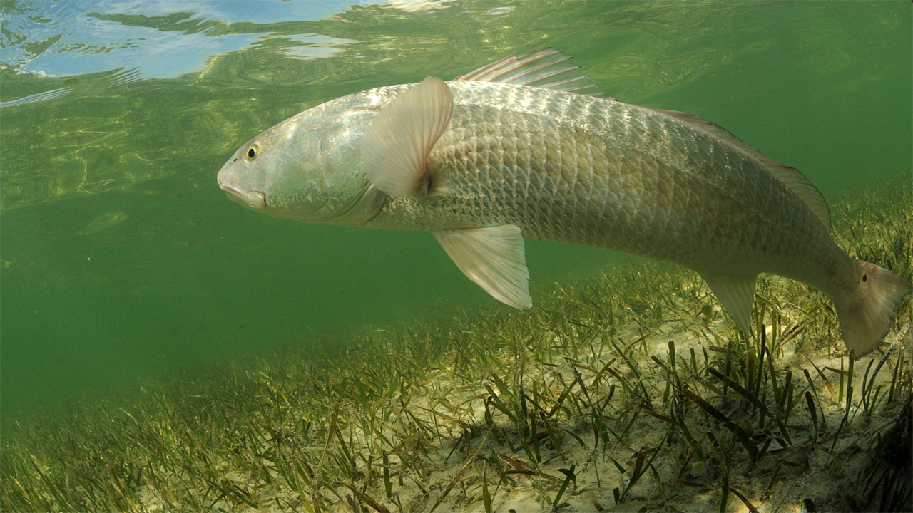 The Pro’s Approach To Fishing For Redfish In Hot Weather