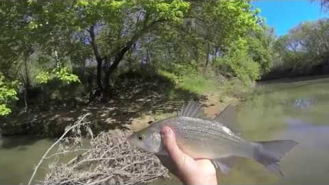 Spring Sand Bass Fly Fishing 2013