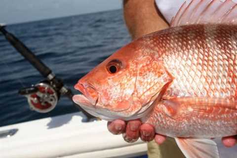 Top 10 Fish to Catch while Fishing in Jupiter, Florida