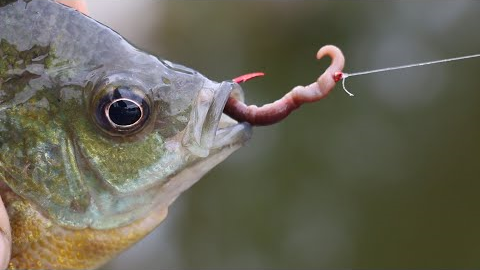 How to bait a Hook with a REAL worm