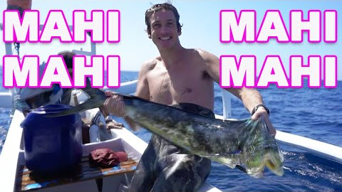 this fish was MUCH BIGGER than i thought (spearfishing catch & cook)