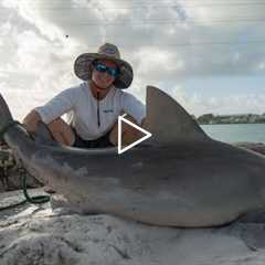 GIANT Bull Shark! Catch Clean Cook (FL Keys Bridge Fishing)