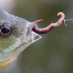 How to bait a Hook with a REAL worm