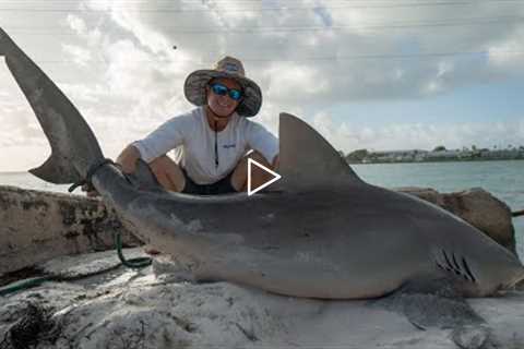 GIANT Bull Shark! Catch Clean Cook (FL Keys Bridge Fishing)