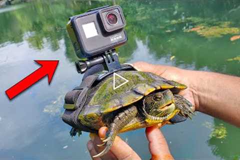 BEST GoPro on a Turtle! Swimming Underwater