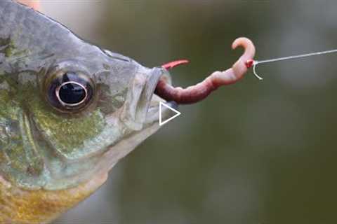 How to bait a Hook with a REAL worm