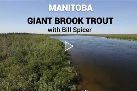 Manitoba Brook Trout - pure GIANTS