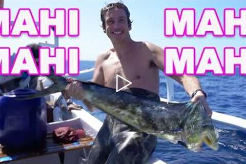 this fish was MUCH BIGGER than i thought (spearfishing catch & cook)