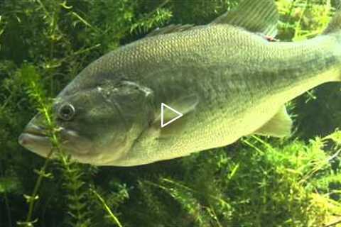 Bass Fishing for Beginners: The Bass