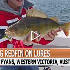 Fishing Edge episode - Big redfin, European perch, on lures at Lake Fyans