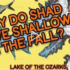 Fall Shad Migration | Bass Fishing | Lake Of The Ozarks