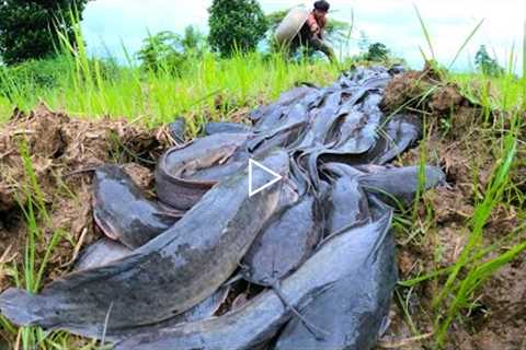 BEST TOP HAND FISHING - catching many catfish in mud under grass at special place by hand