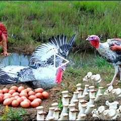 Survive Women - Son & Mother Catch fish looking at big turkey and egg - cooking Mushrooms..