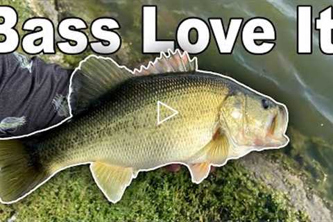 The BEST Lure for Fall Bass Fishing in Ponds! (Texas Bass Fishing October)