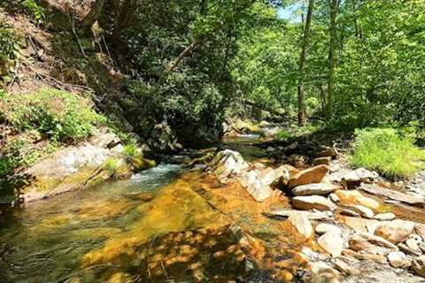 This TINY creek held some surprisingly BIG wild trout!