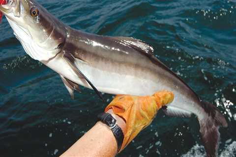 Exploring Kingfish and Cobia During the Summer Months