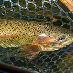 Fall Fly Fishing in Missoula - The Anglers' Realm - Montana Trout Outfitters
