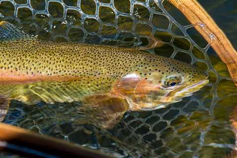 Fall Fly Fishing in Missoula - The Anglers' Realm - Montana Trout Outfitters