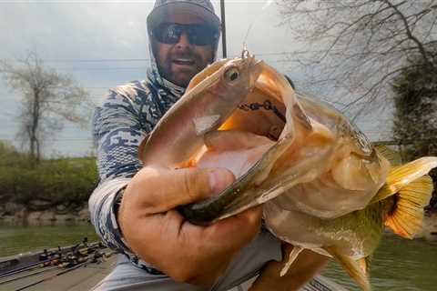 GIANT Bass On Lake Chickamauga! Swimbait Fishing and Tackle Tips!