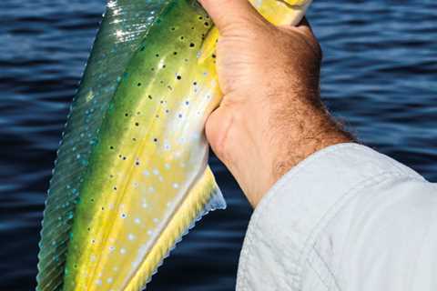 Catch and Cook Mahi-Mahi