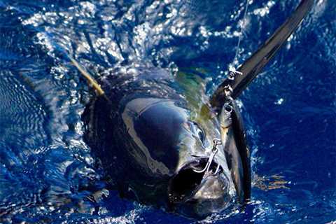 Yellowfin Tuna Are Thick & Striped Marlin In High Numbers