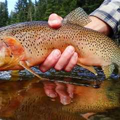 A Guide to Fly Fishing for Trophy Trout