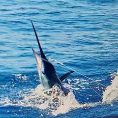 Striped Marlin Numbers Are Solid & The Blue Marlin Are Bitting!