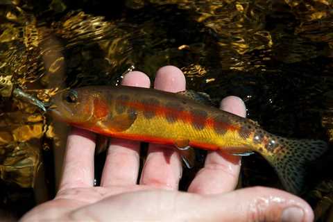 Is Wyoming’s Record Golden Trout Legit?