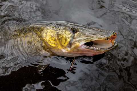 Winter Pickerel Fishing on Long Island