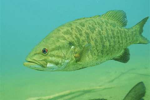 Late Summer Smallmouth Fishing