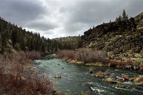 Washington’s Wildlife After Dam Removal