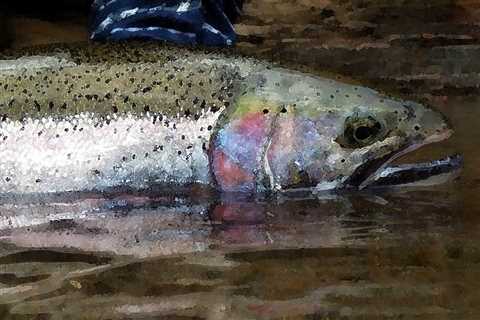 Steelhead Fishing Opens on Skagit, Sauk Rivers