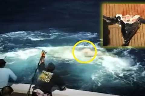 5 Unbelievable Fishing Moments Caught On Camera & Spotted In Real Life!