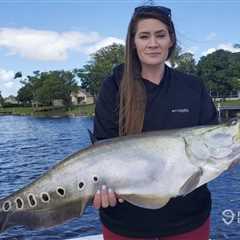How to Go Fishing for Clown Knife Fish: The Complete Guide