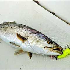 How to Go Topwater Fishing: An Expert’s Guide to “Walking the Dog”