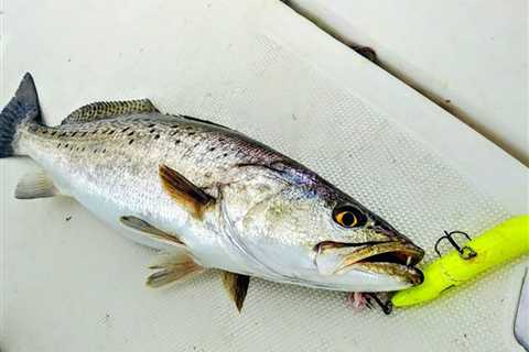 How to Go Topwater Fishing: An Expert’s Guide to “Walking the Dog”